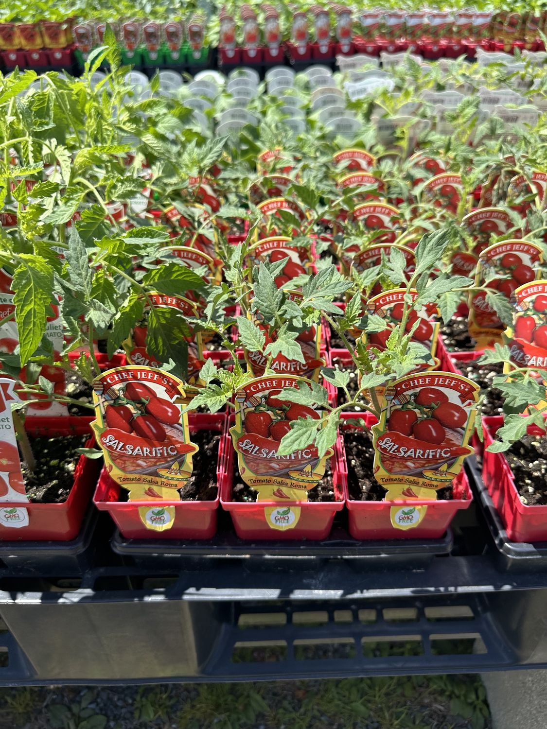 Tomato Vegetable Seedlings, Variety: Salsarific Salsa Roma