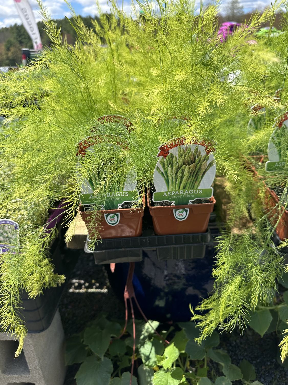 Asparagus Vegetable Seedling