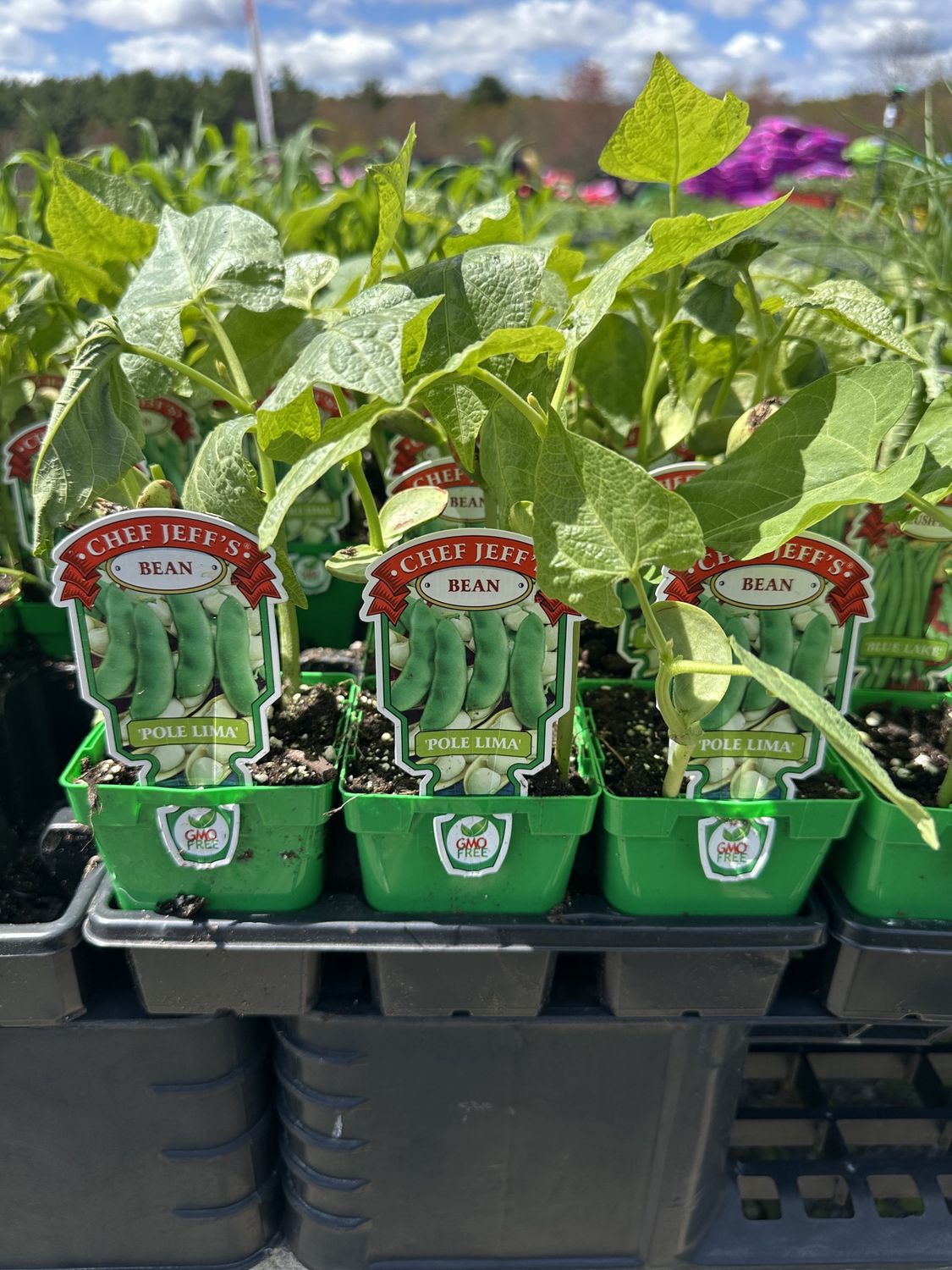 Bean Vegetable Seedlings