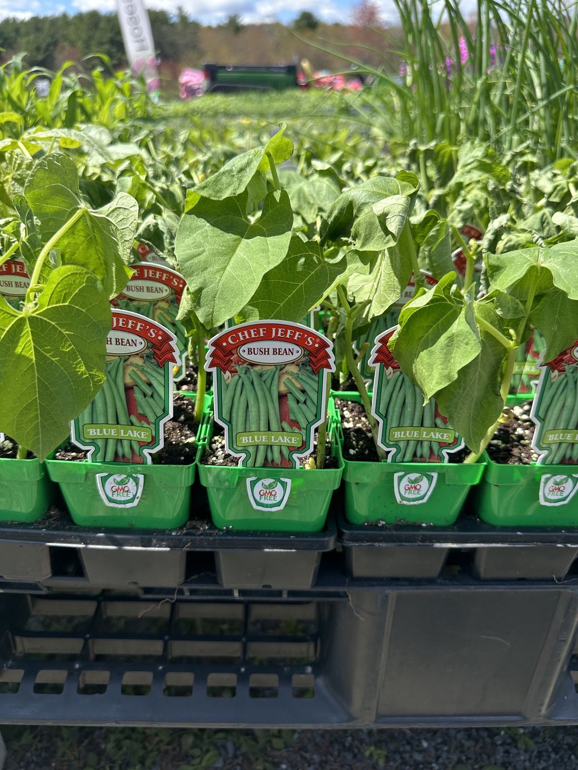 Bean Vegetable Seedlings, Variety: Blue Lake Bush Bean