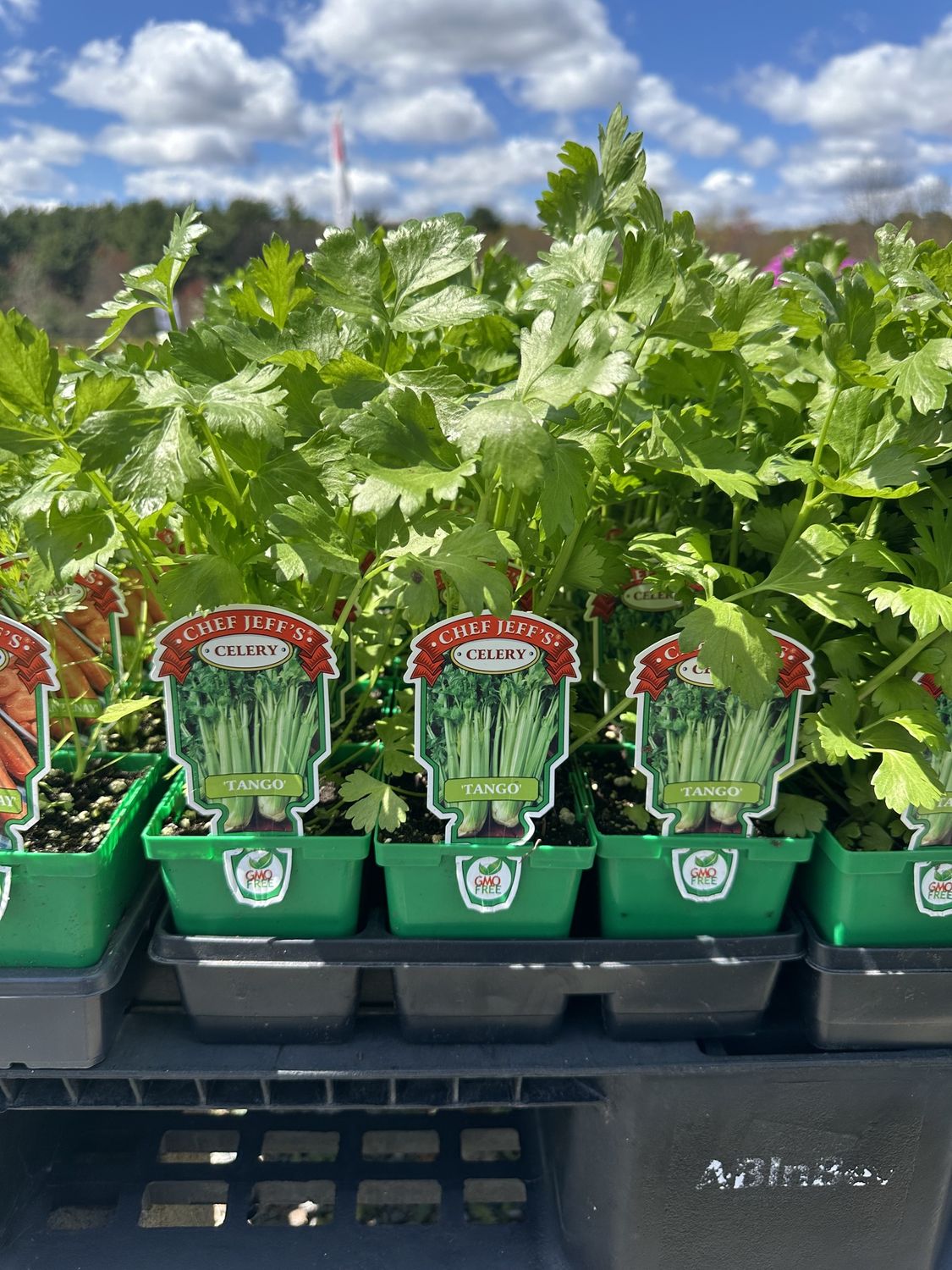 Celery Vegetable Seedling