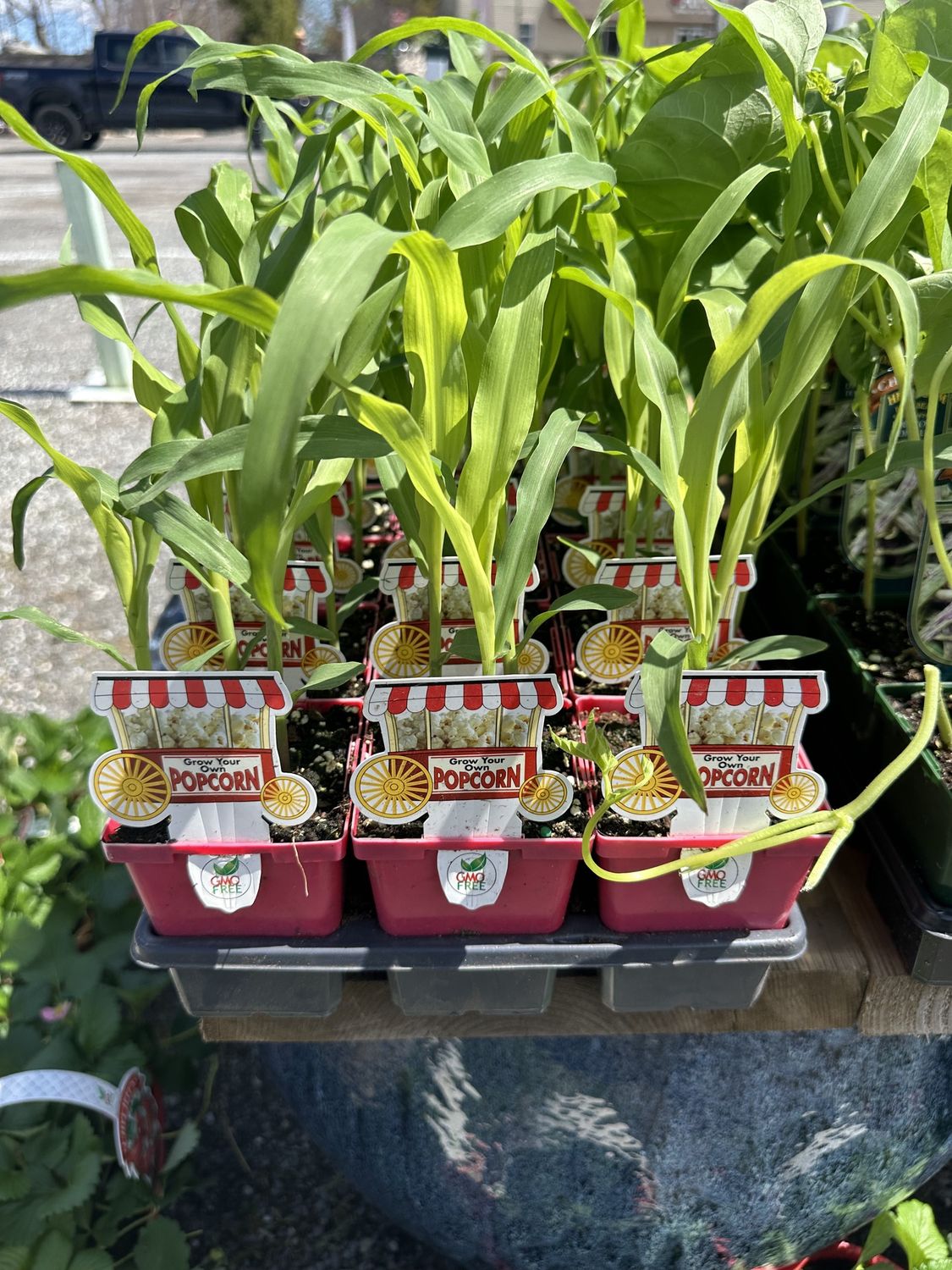 Corn Vegetable Seedlings