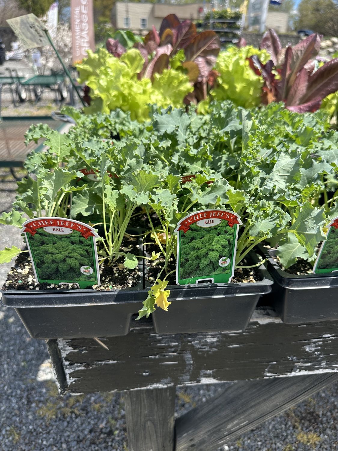 Lettuce Vegetable Seedlings