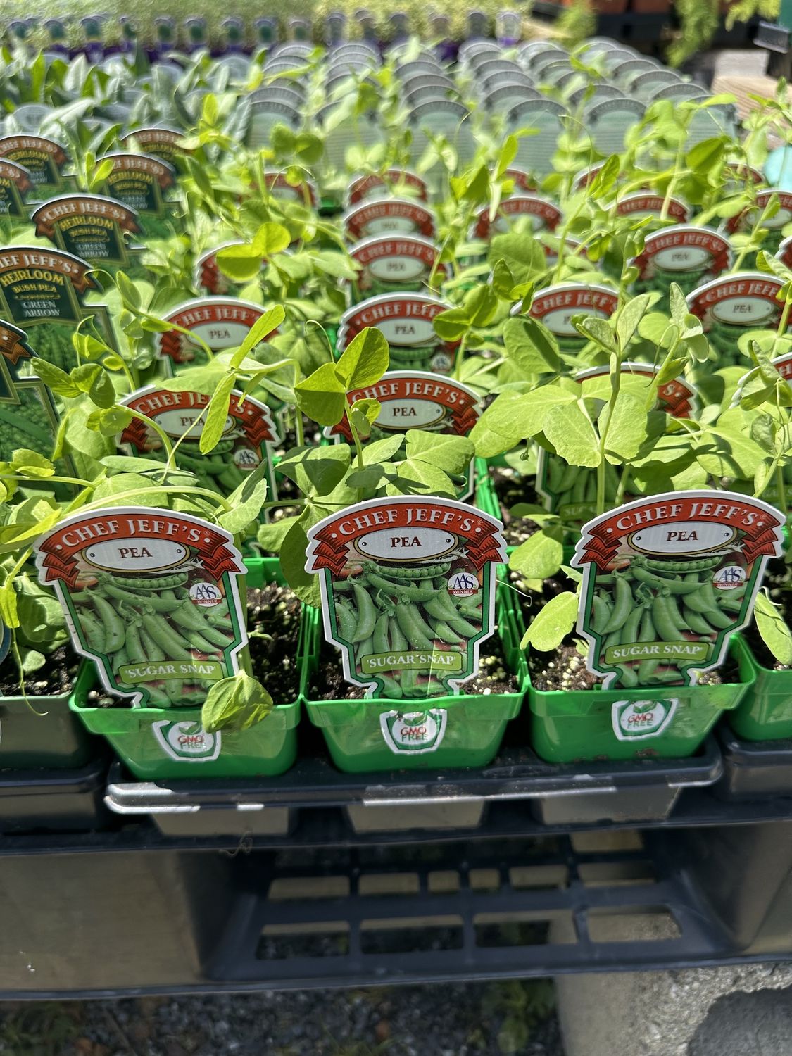 Pea Vegetable Seedlings, Variety: Sugar Snap