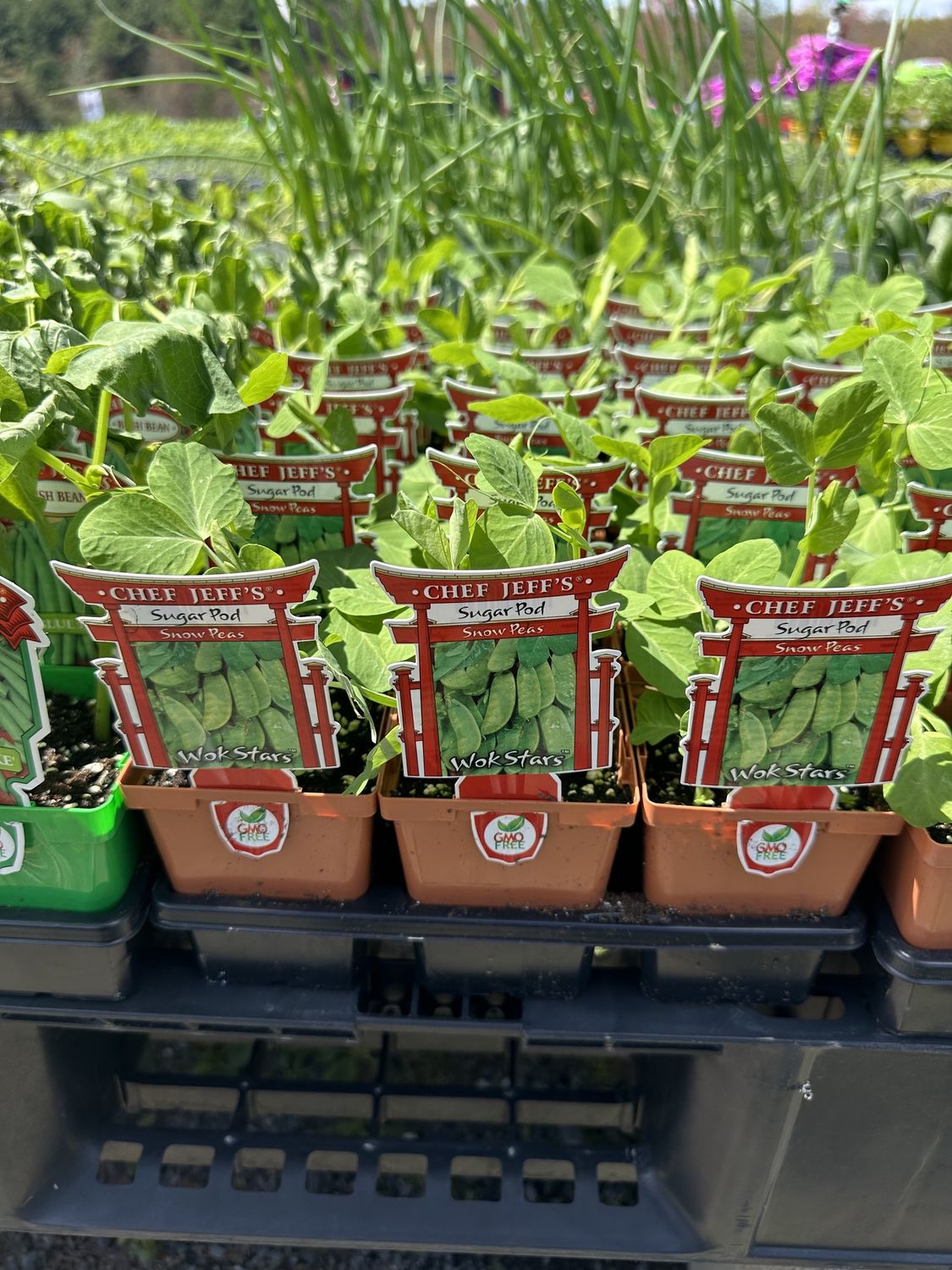 Pea Vegetable Seedlings