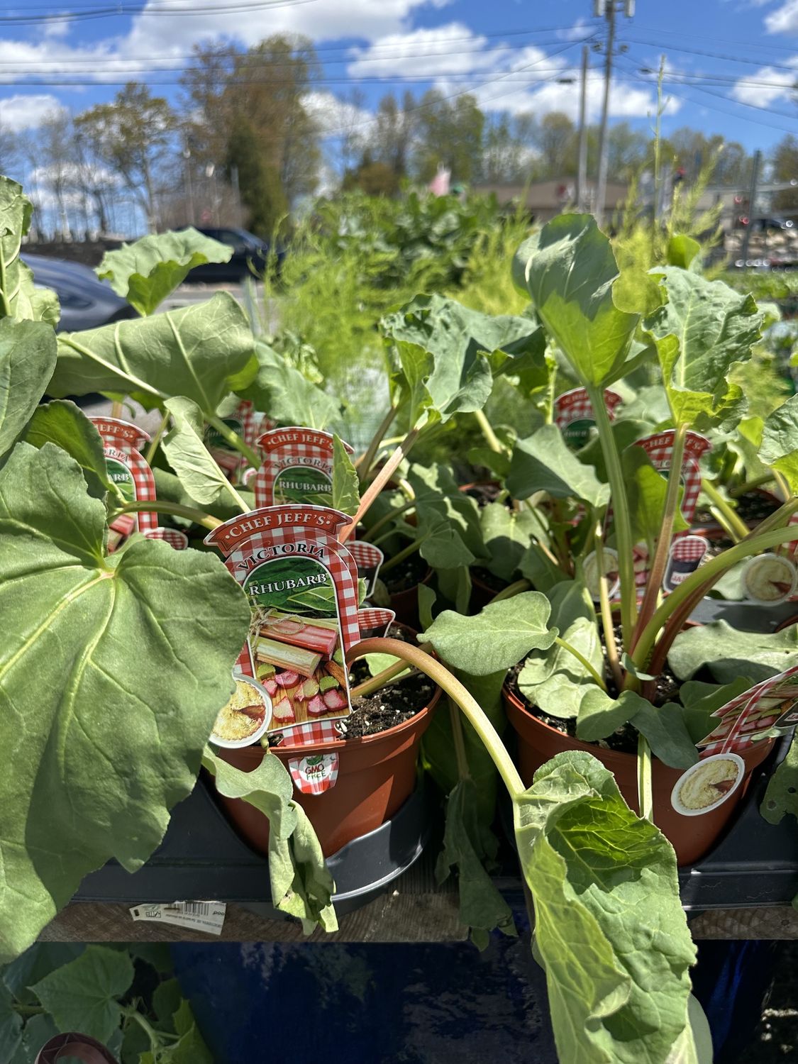 Rhubarb Victoria