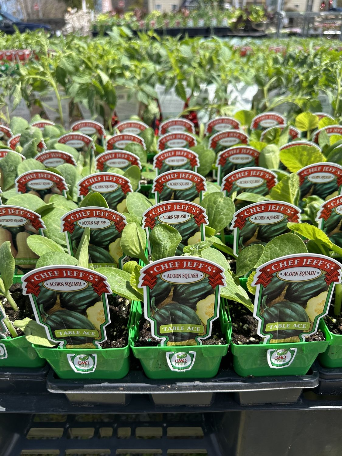 Squash Vegetable Seedlings