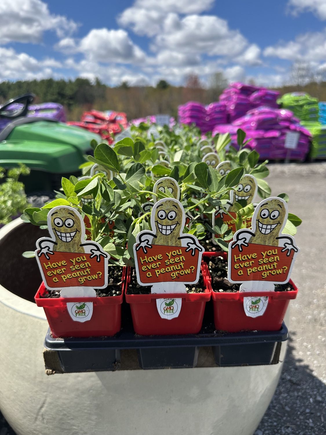 Peanuts Vegetable Seedling