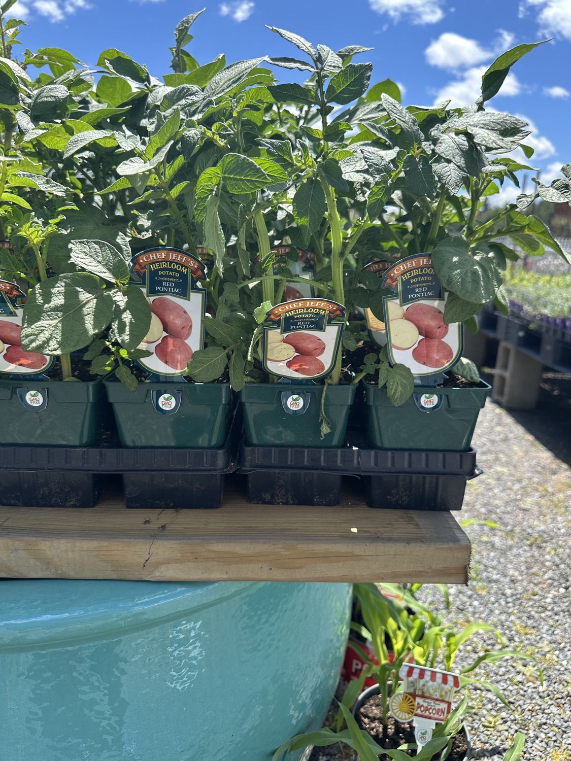 Potato Vegetable Seedlings
