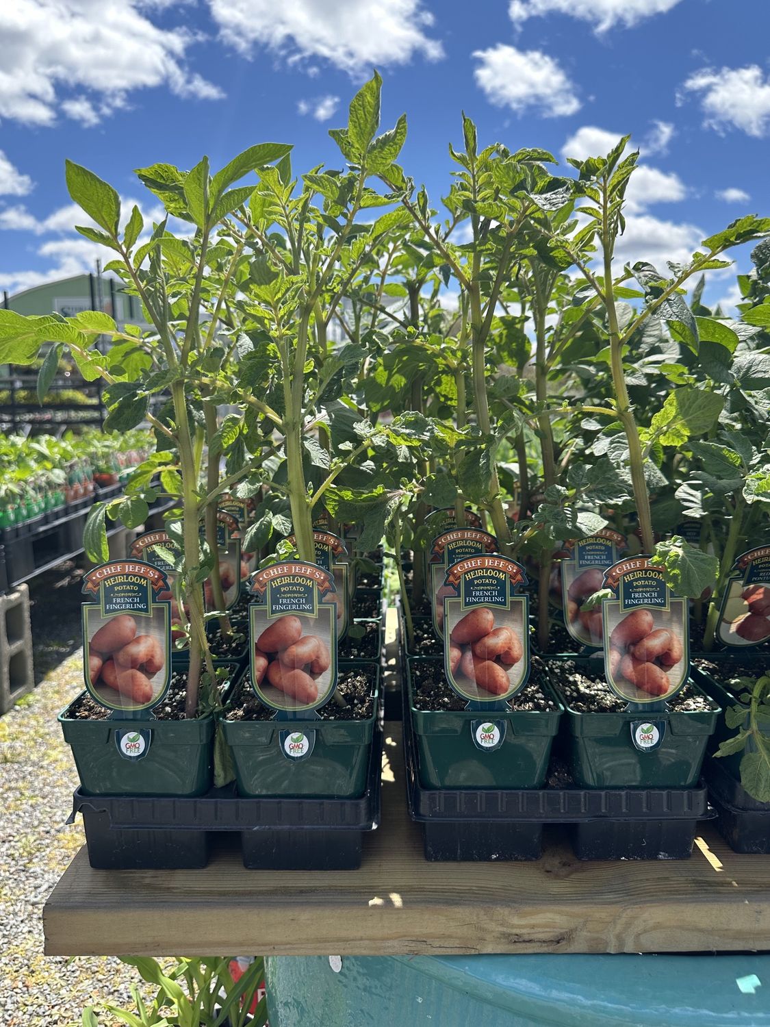 Potato Vegetable Seedlings, Variety: French Fingerling