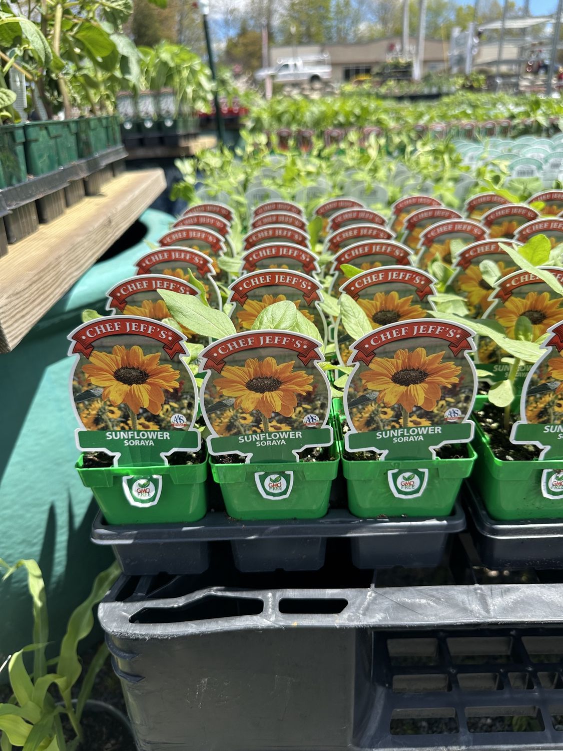 Sunflower Seedling