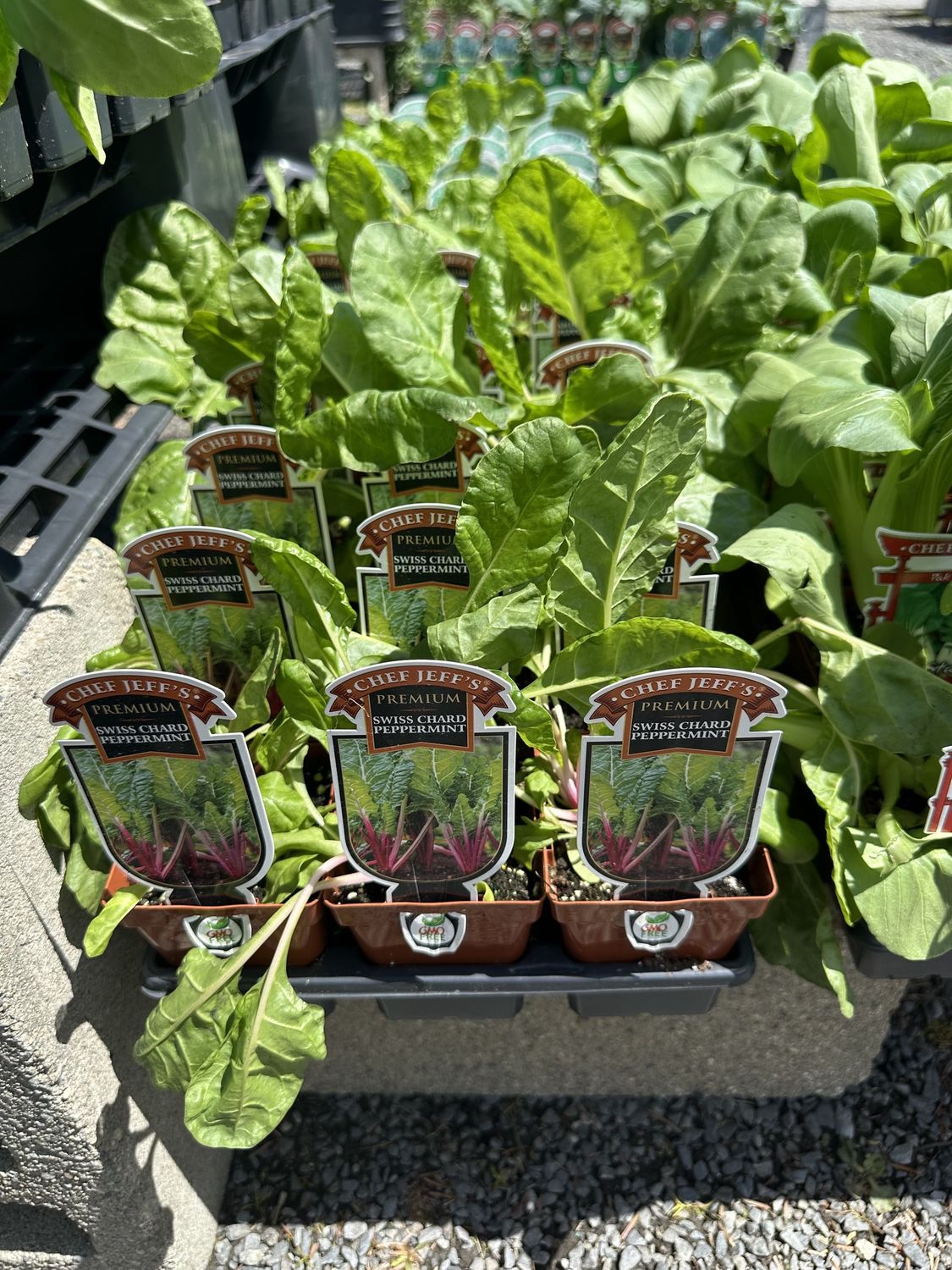 Swiss Chard Vegetable Seedling
