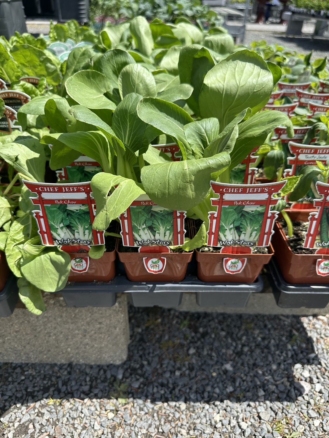 Pak Choy Vegetable Seedling