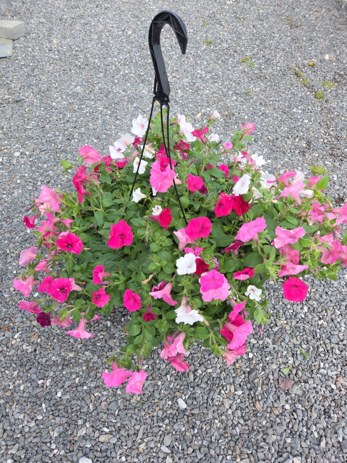 Annual Hanging Basket Above and Beyond