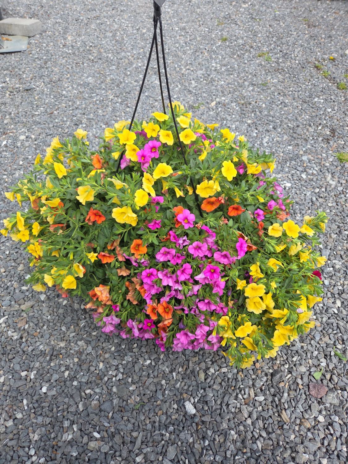 Annual Hanging Basket Candy Land