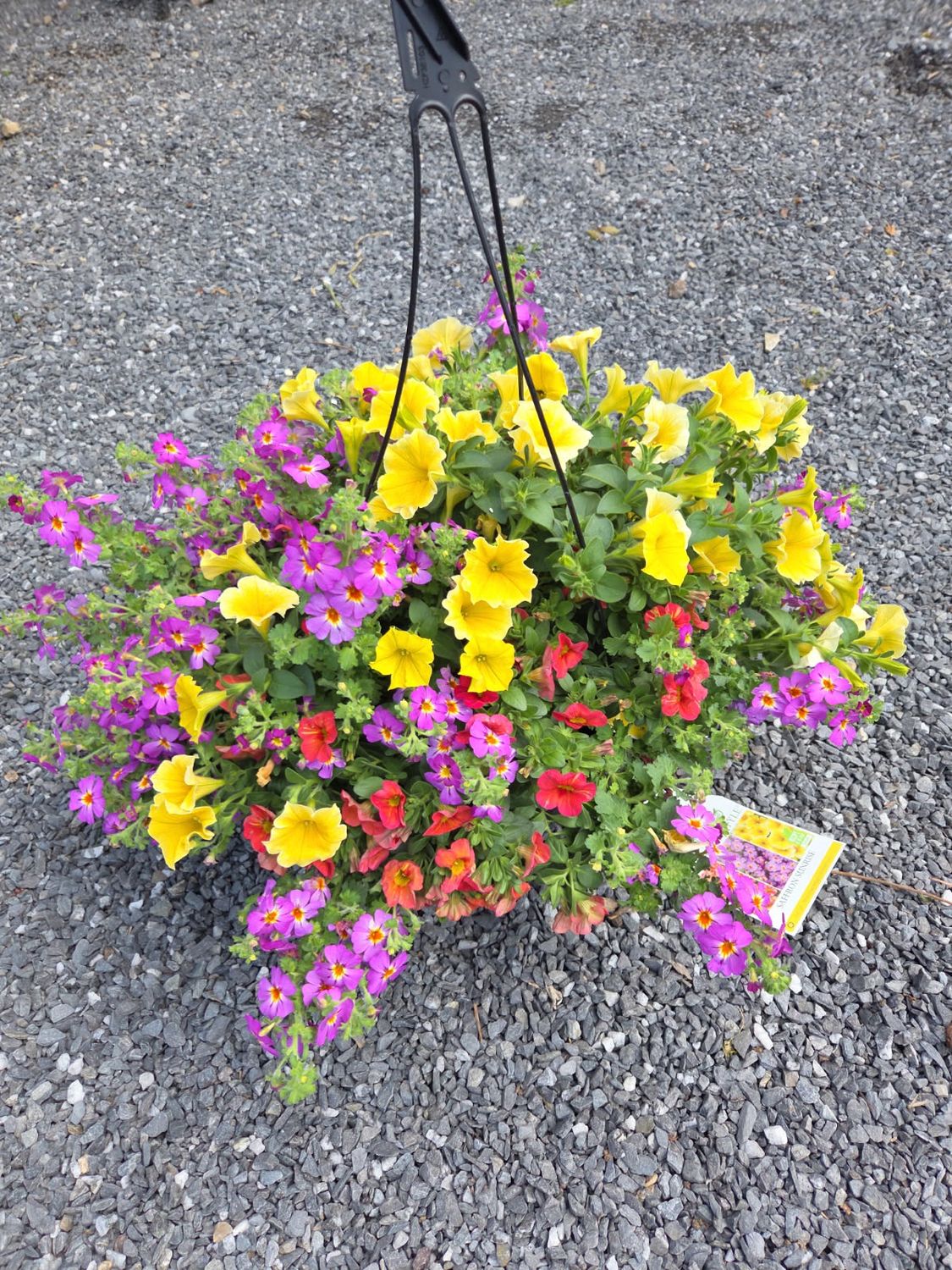 Annual Hanging Basket Saffron Sunrise