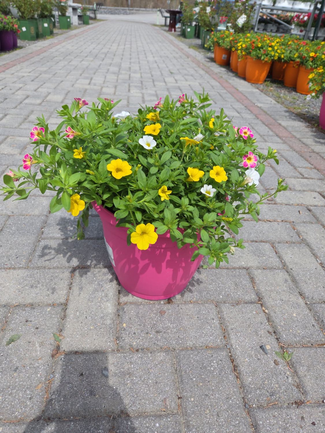 Annual Color Pot Pink Serendipity