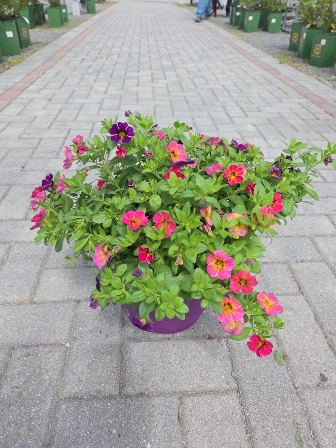 Annual Color Pot Purple Berry Daring