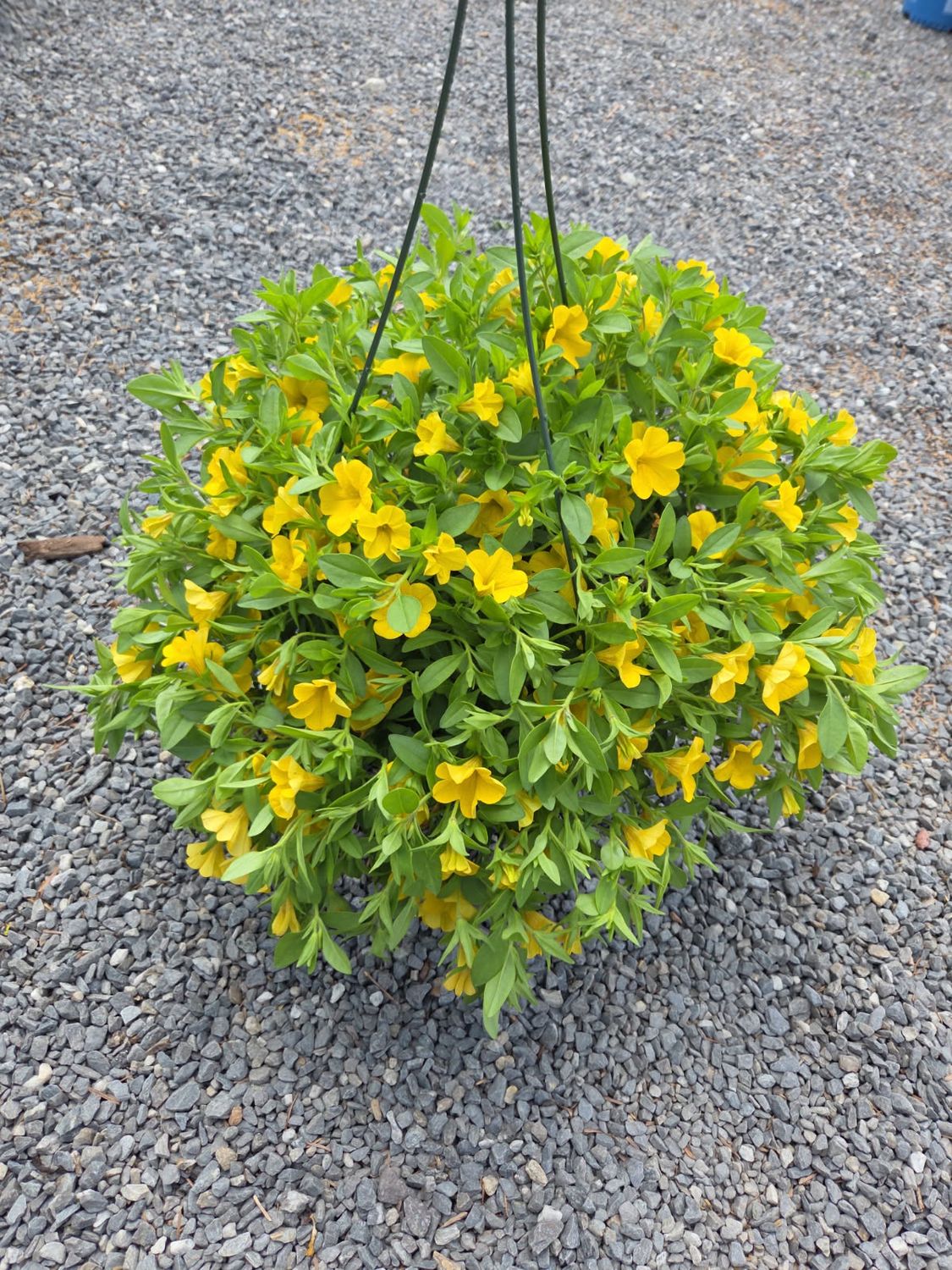 Annual Hanging Basket Calibrachoa Deep Yellow
