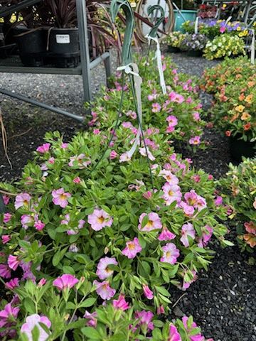 Annual Hanging Basket Calibrachoa Pink