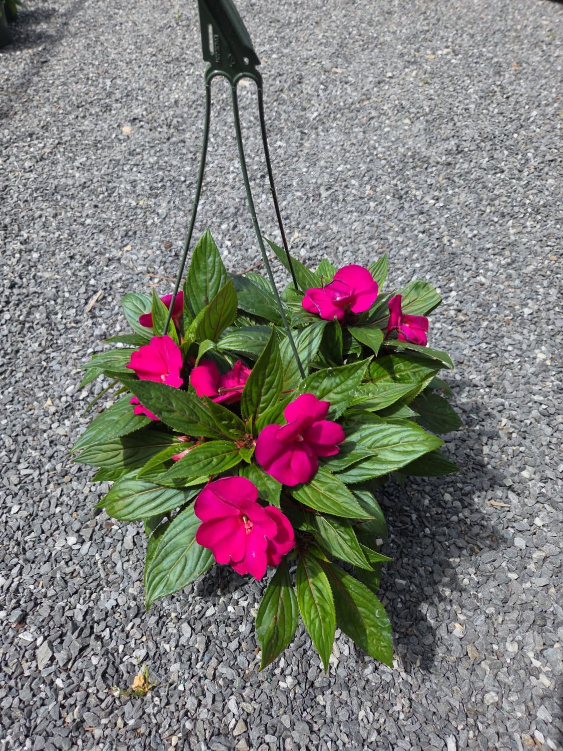 Annual Hanging Basket New Guinea Impatient Bright Purple
