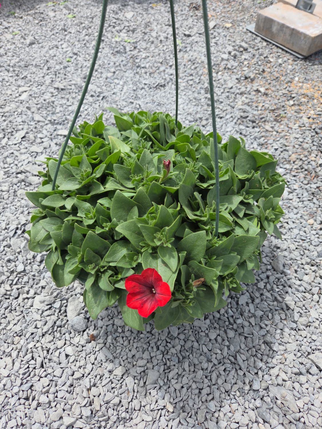 Annual Hanging Basket Petunia Red