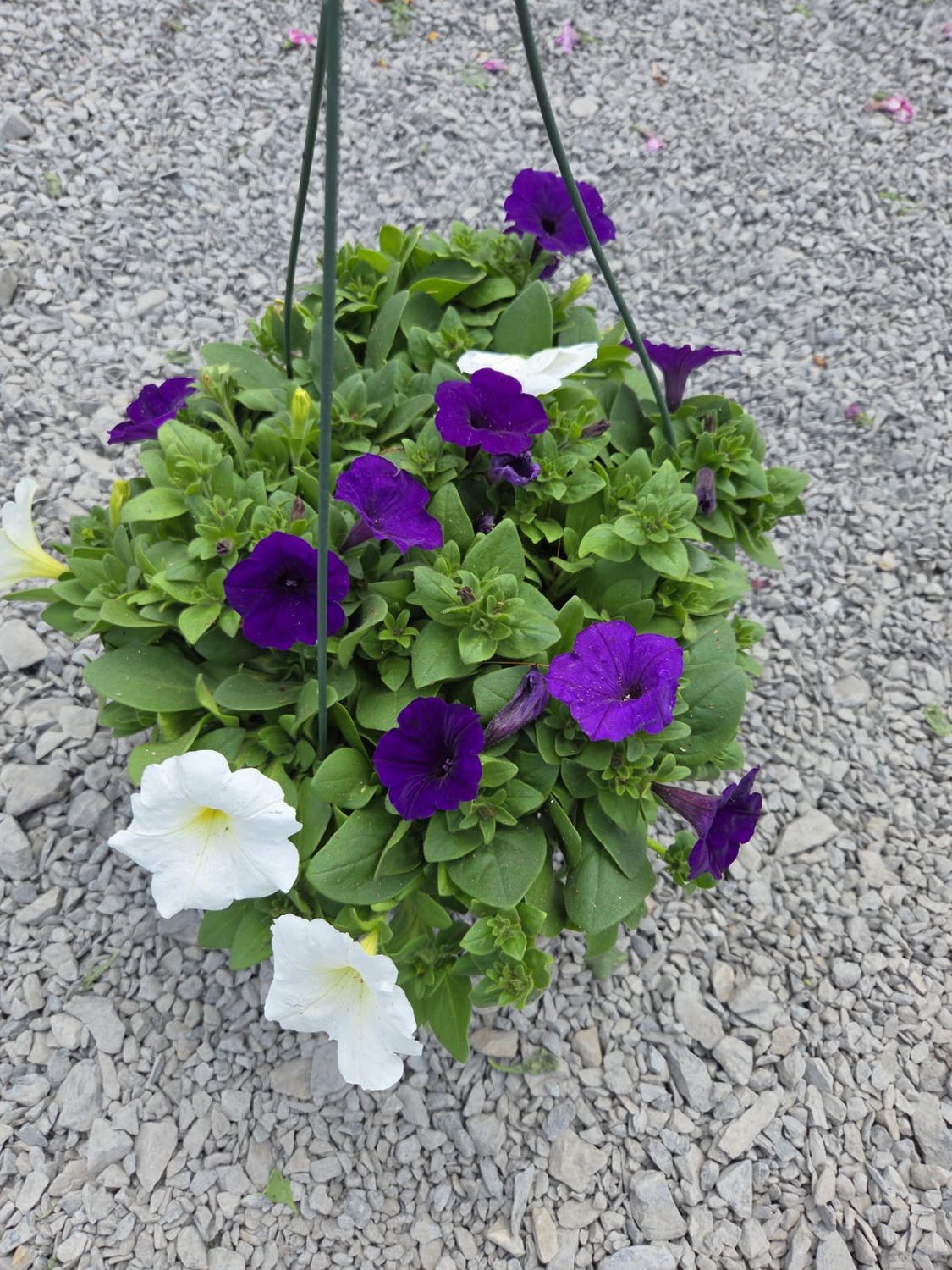 Annual Hanging Basket Petunia USA Mix