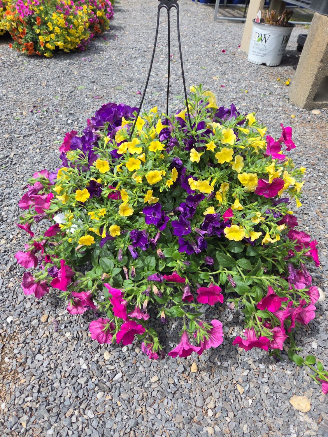Annual Hanging Basket Hello Gorgeous