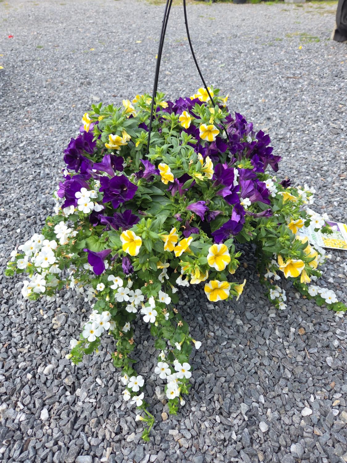 Annual Hanging Basket Plum Crazy