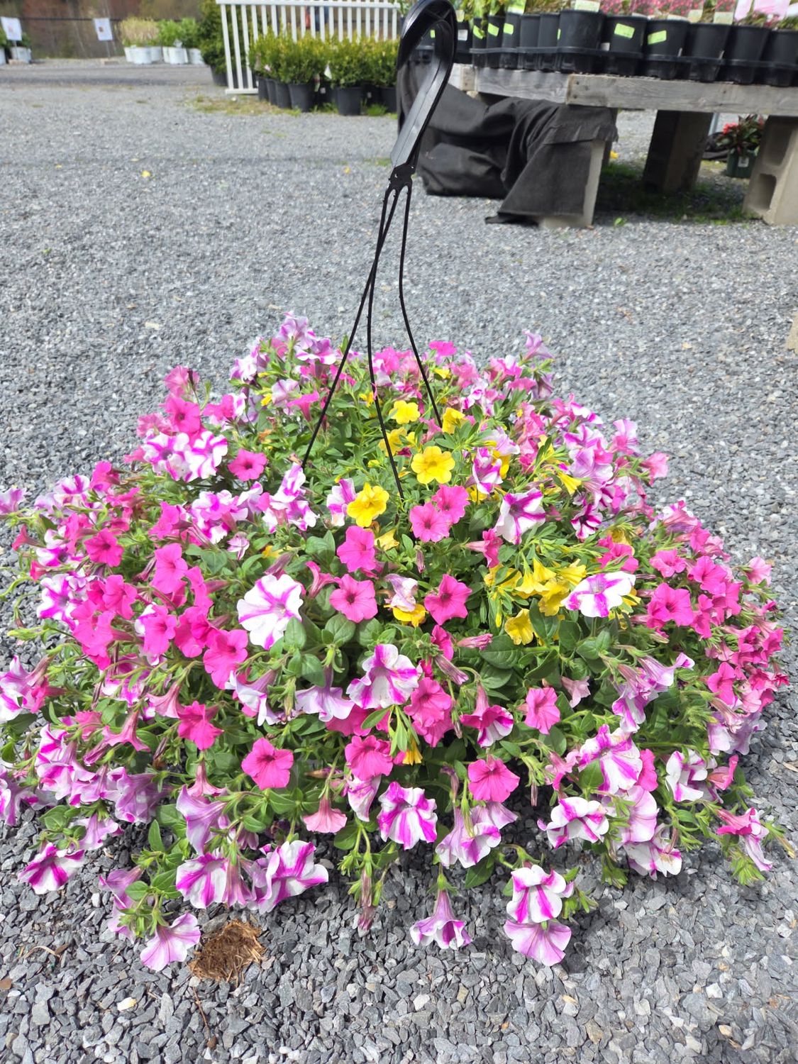 Annual Hanging Basket Sunglasses