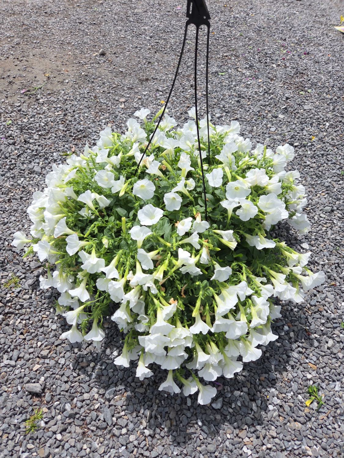 Annual Hanging Basket Supertunia Mini Vista White
