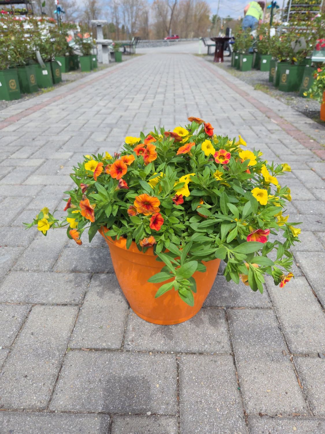 Annual Color Pot Orange Hawaiian Volcano Kea