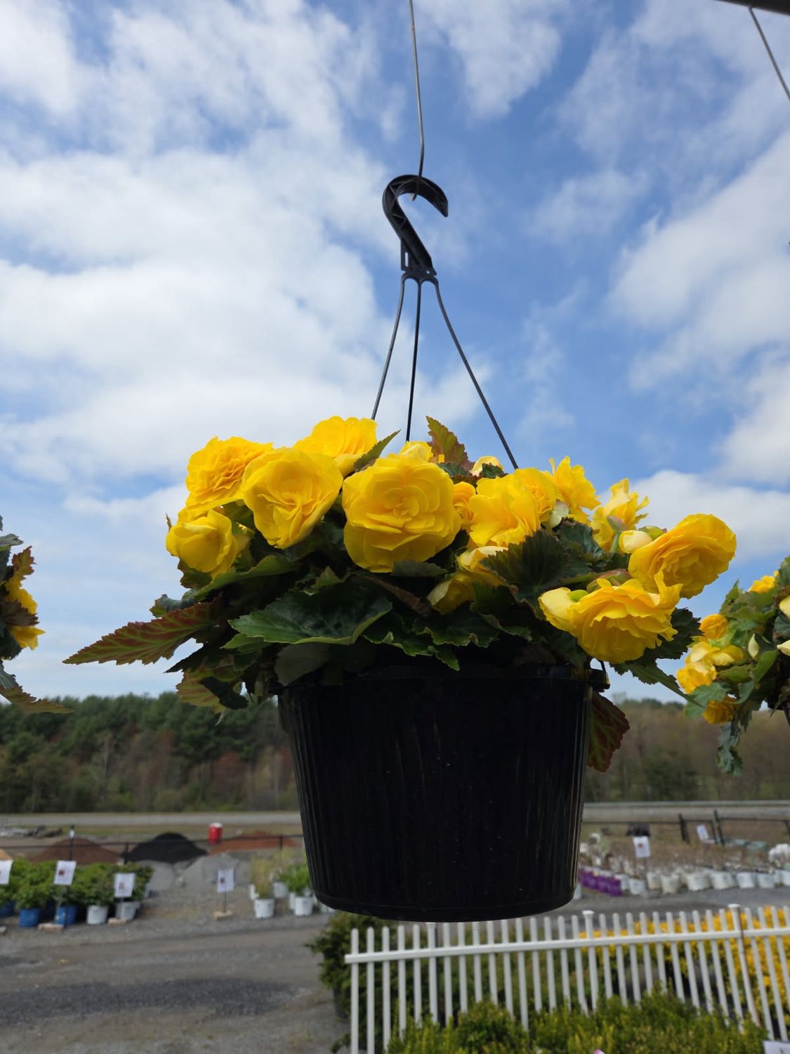 Annual Hanging Basket Begonia Yellow