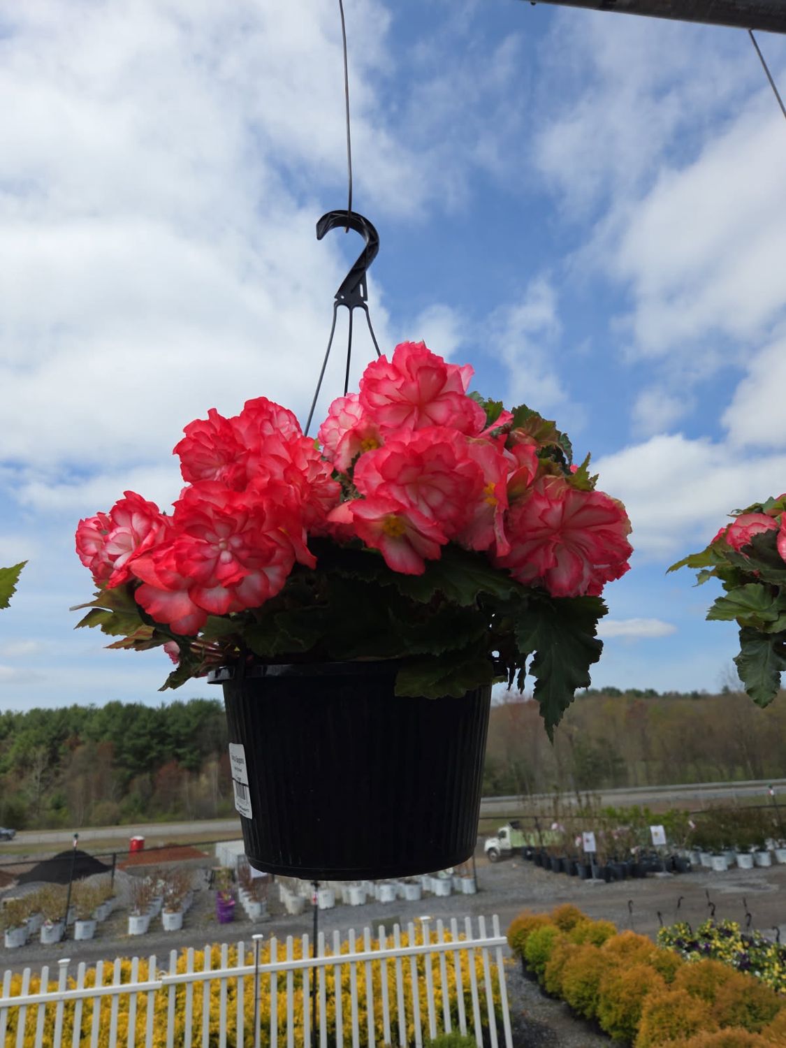 Annual Hanging Basket Begonia Rose