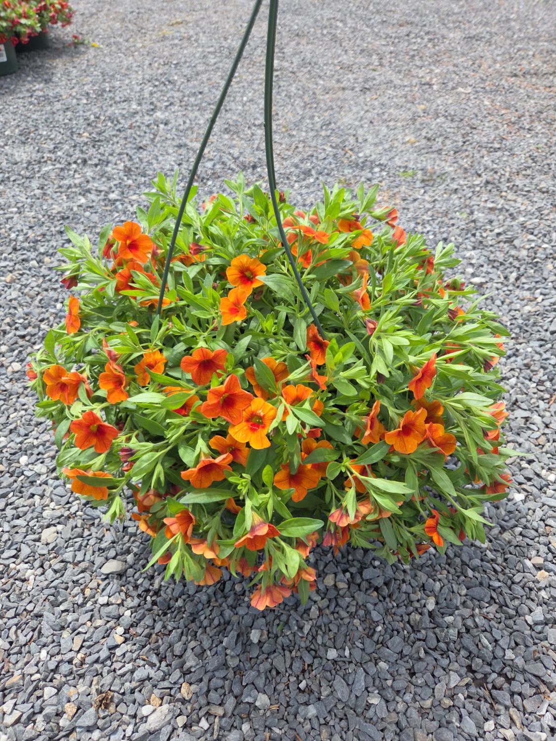 Annual Hanging Basket Calibrachoa Orange