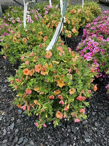 Annual Hanging Basket Calibrachoa Orange