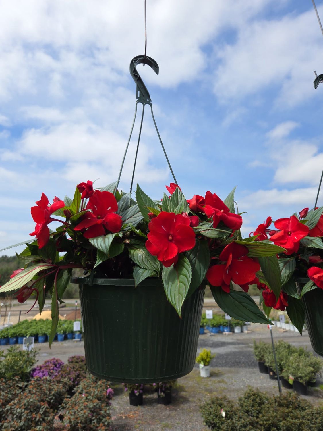 Annual Hanging Basket New Guinea Impatient Red