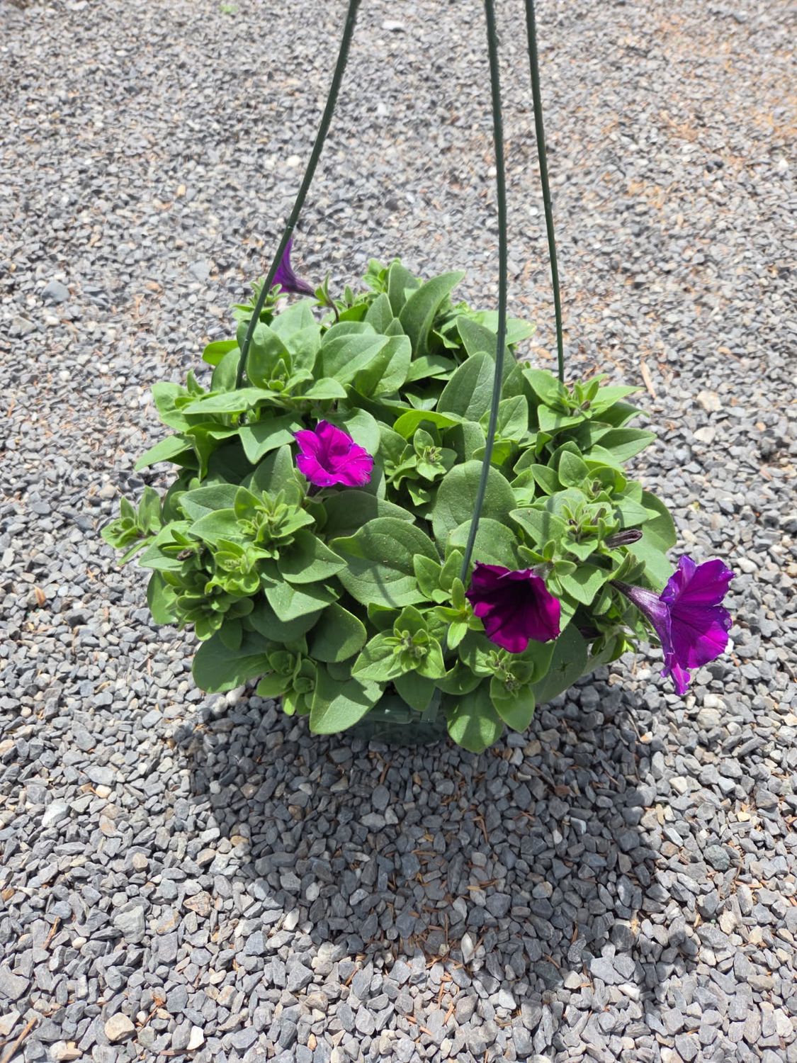 Annual Hanging Basket Petunia Violet