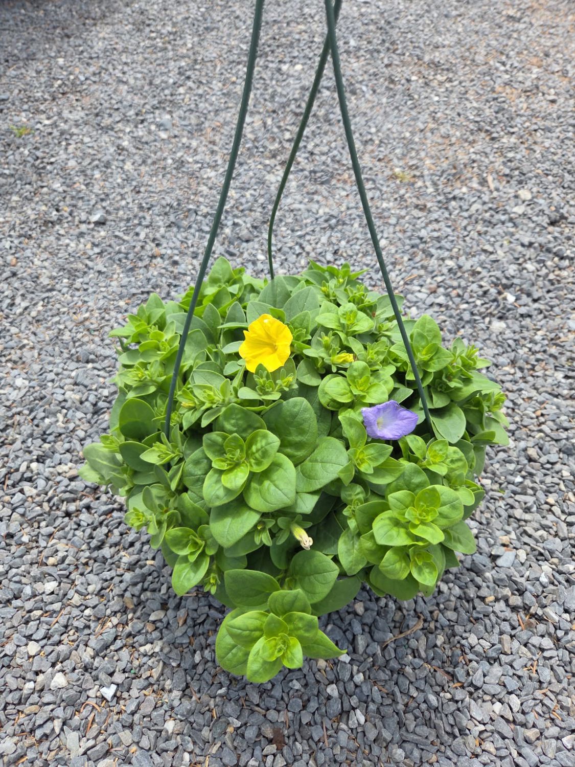 Annual Hanging Basket Petunia Orleans Mix