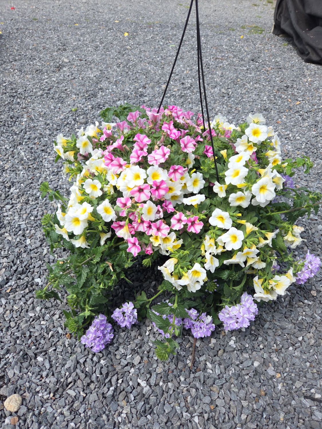 Annual Hanging Basket Galactic Storm