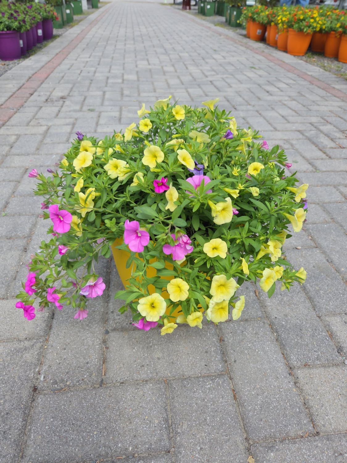 Annual Color Pot Yellow Spring Showers