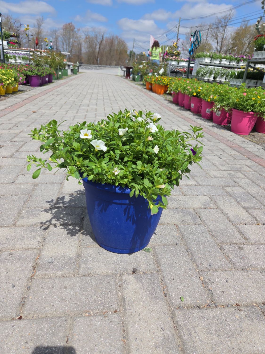 Annual Color Pot Blue Bold and Gold