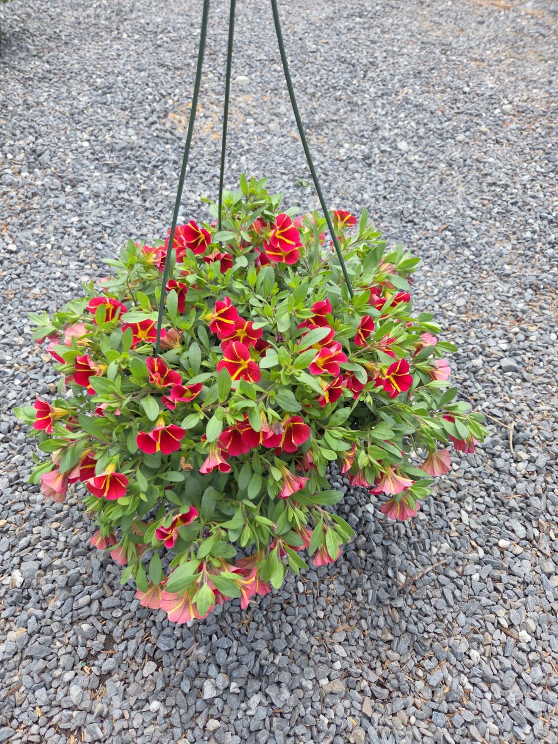 Annual Hanging Basket Calibrachoa Bright Red