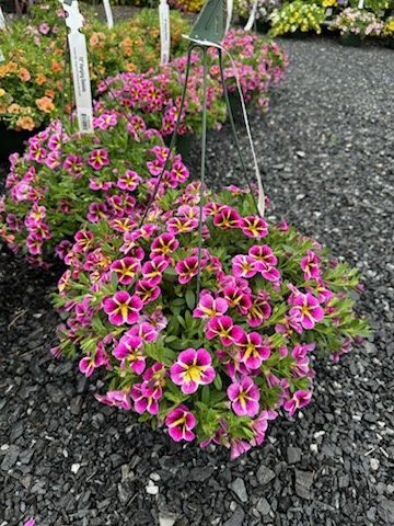 Annual Hanging Basket Calibrachoa Pink Striped