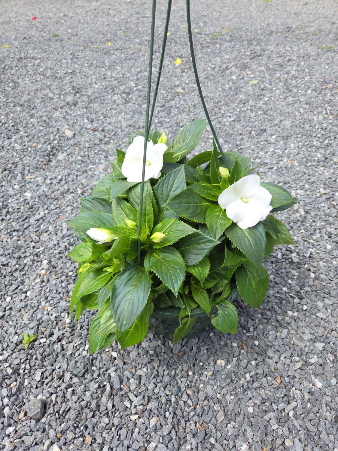 Annual Hanging Basket New Guinea Impatient White