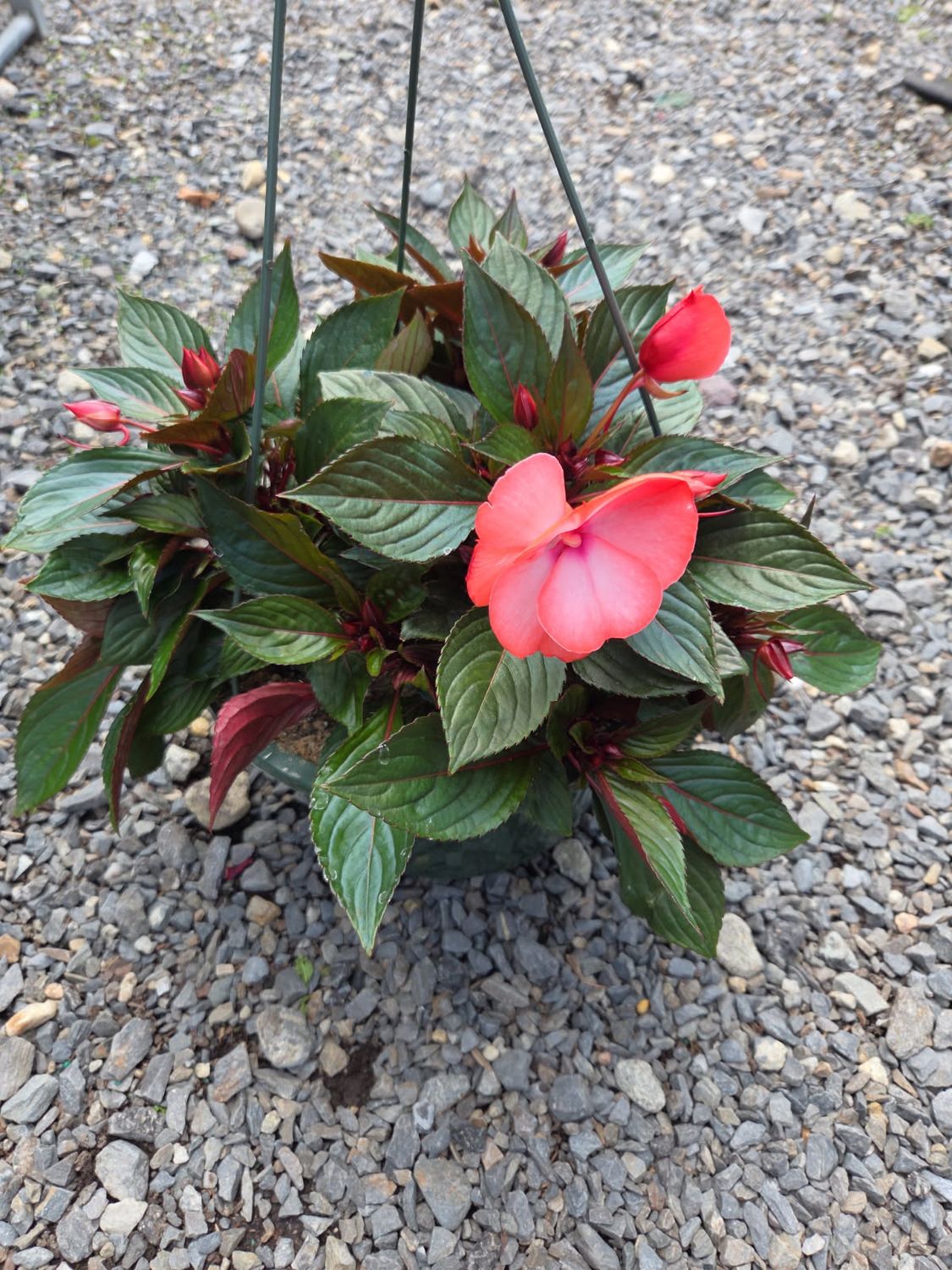 Annual Hanging Basket New Guinea Impatient Wild Salmon