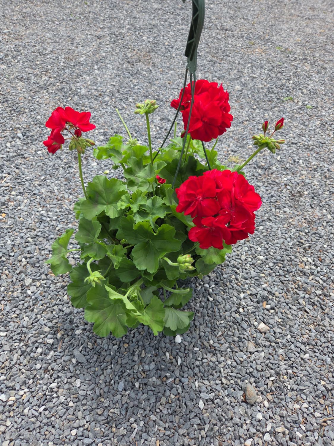 Annual Hanging Basket Geranium Dark Red