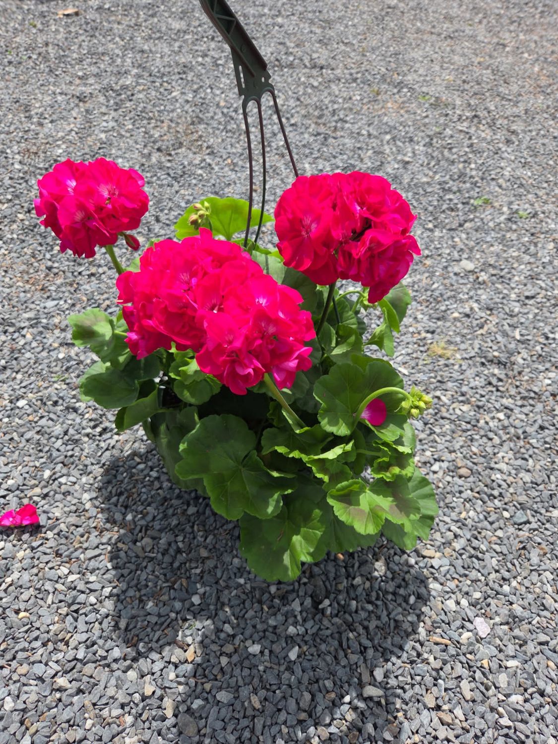 Annual Hanging Basket Geranium Hot Rose
