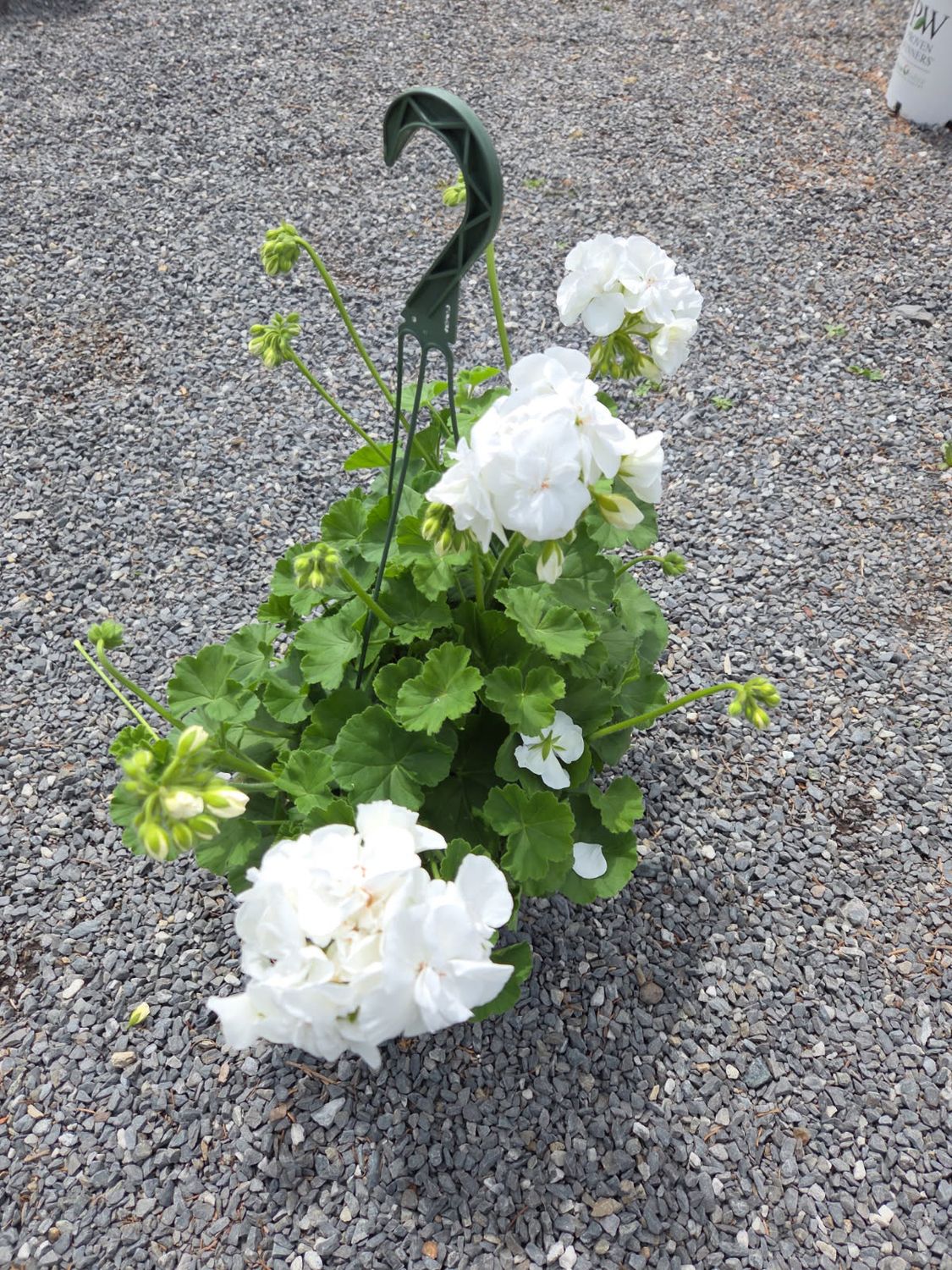 Annual Hanging Basket Geranium White