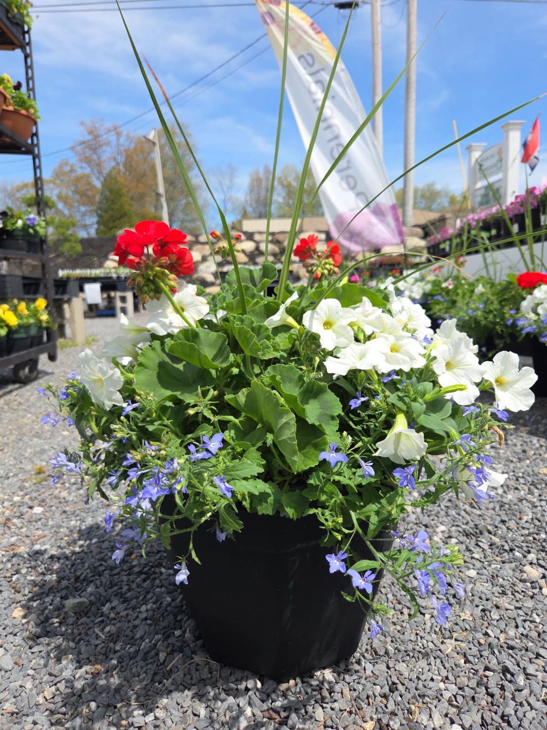 Annual Patio Pot Black Hex Forever Red